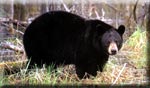 Ours Noir